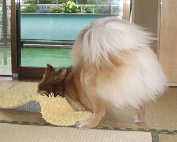 �@���Ă݂�