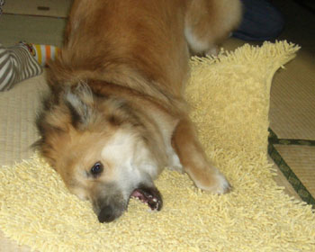 �ł����������Ȃ�