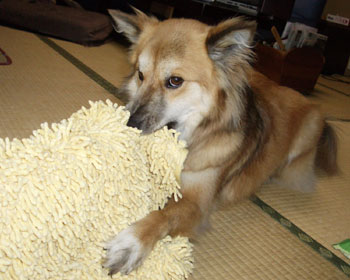 ���������Ă�����