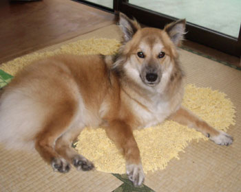 ��F�ɂȂ���