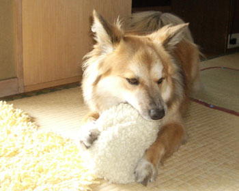 ��������炸���ꂪ�D��