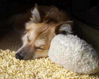 �ӂ�ӂ�Ɉ͂܂�ĐQ��