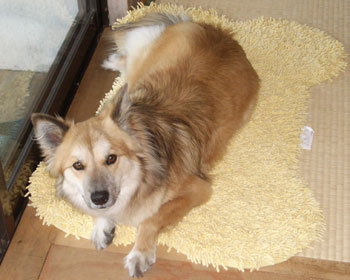 �P�T�Ԃł������芵���