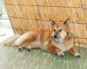 �����͏������