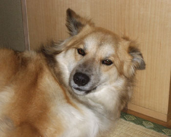 �Q�N���͂�߂Ă�