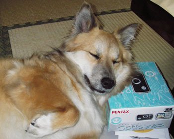 �V�����f�W�J���𔃂��Ǝʐ^���������