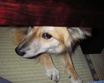 ����ꂽ�Ƃ��̓e�[�u���̉���