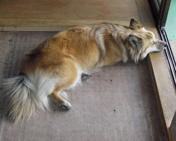 ���������Ă܂��̂Ă���̂���