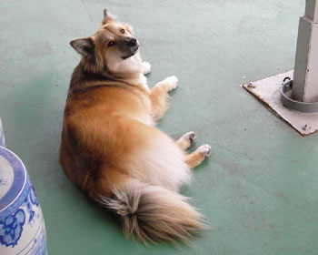 �����܂ł������ŗ���ł��