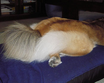 �e�[�u���ɂ����肩���Ď~�܂���