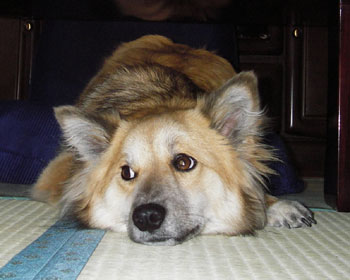 �ӊO�ɗ�������