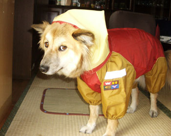 �ł܂����܂܂ɂ��