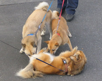 �V��ł��炤