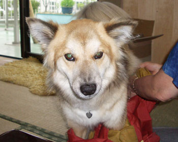 ���������Ȃ�J��