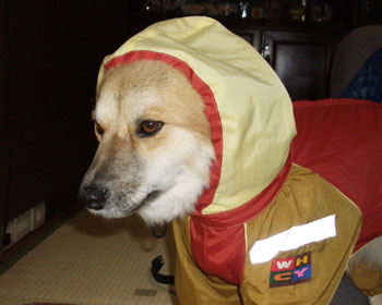 ���B���Ƃ�����Ȃ́H