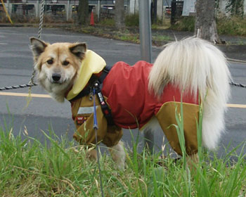 �ł��O�̂������₷���݂���