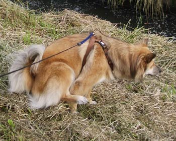 ���ꂪ��������