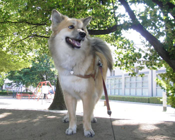 �����Ƃ��͖؉A�ŋx�e