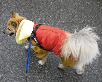 �ꐶ��������