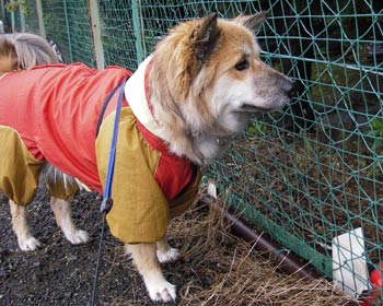 �����A�Ȃ񂩋C�ɂȂ�