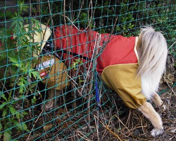 ���傤�ǂ�������