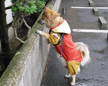 ���܂ǂ��������ė���