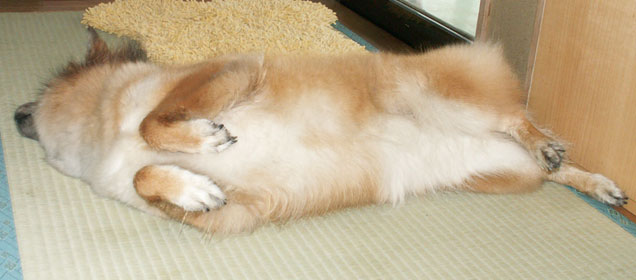 �܂��ǂ��R��