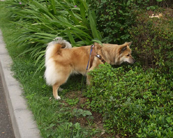 �l�R���邩��