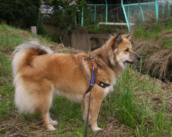 �Ί݂̃l�R�T��