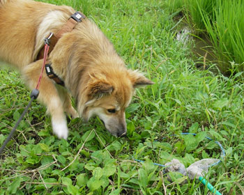 �͂��I�Ȃ񂩂��킢���̂�