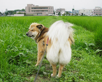 ���[�B�[���̕��͗�����