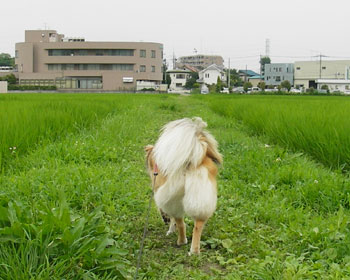 �K�т�����ꂽ