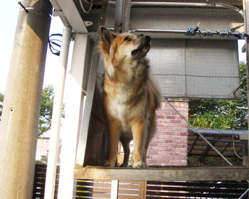 �U���͏������������Ȃ�