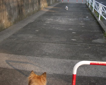 �l�R�����I