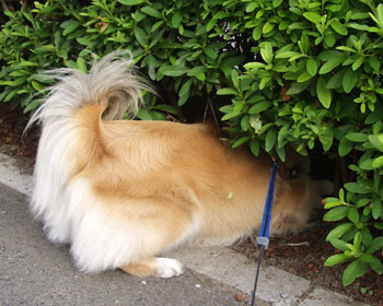 ����ς�O�����Ƃ���