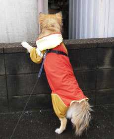 �����̔`��