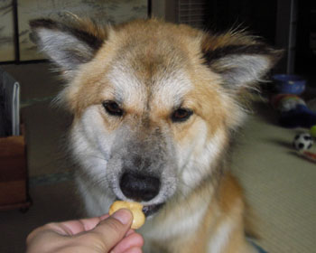 �V�����N�b�L�[�����炤