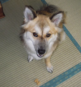 ������Ƒ傫����