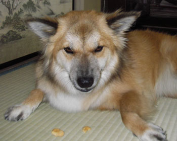 �H�ׂĂ�炪��؂ƕ]��