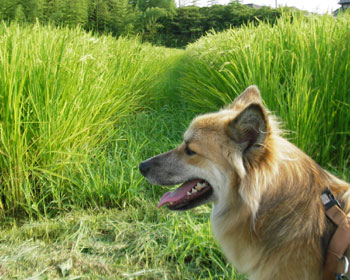 ��̕䂪�o�Ă�����