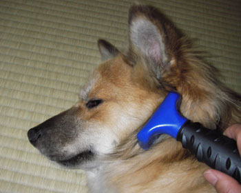 �т��ނ���V����炵��