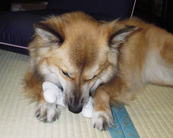 �����ĂȂ����点�I���`���͂��킭�Ȃ�