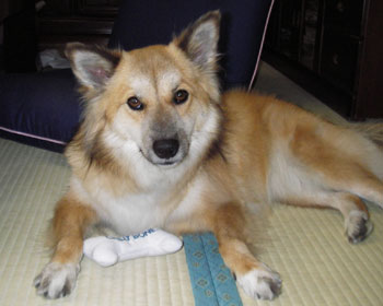 �C�ɓ�����