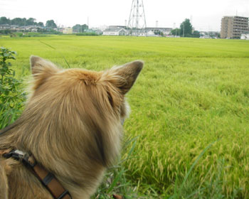 ��̕䂪���F���Ȃ�����