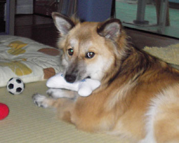 �����^�т��֗�