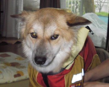 �䕗�̂��Ƃ͏H�J������