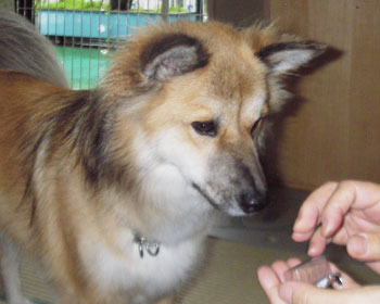 ���P��̃t�B�����A�̖�͂�������