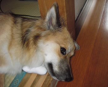 ���ɂ��Ȃ�