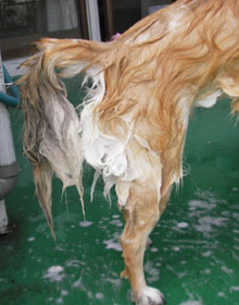 �����ۂ��n����