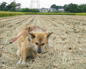 �����肪�ς߂΂܂���������Ȃ���